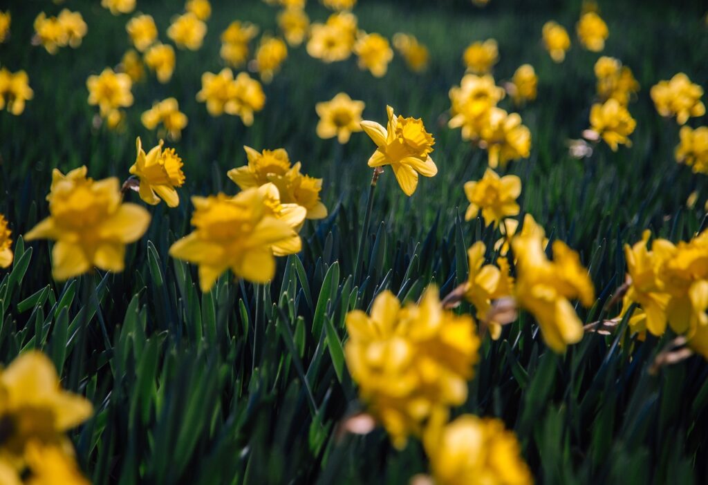 daffodils, flowers, meadow-6157253.jpg