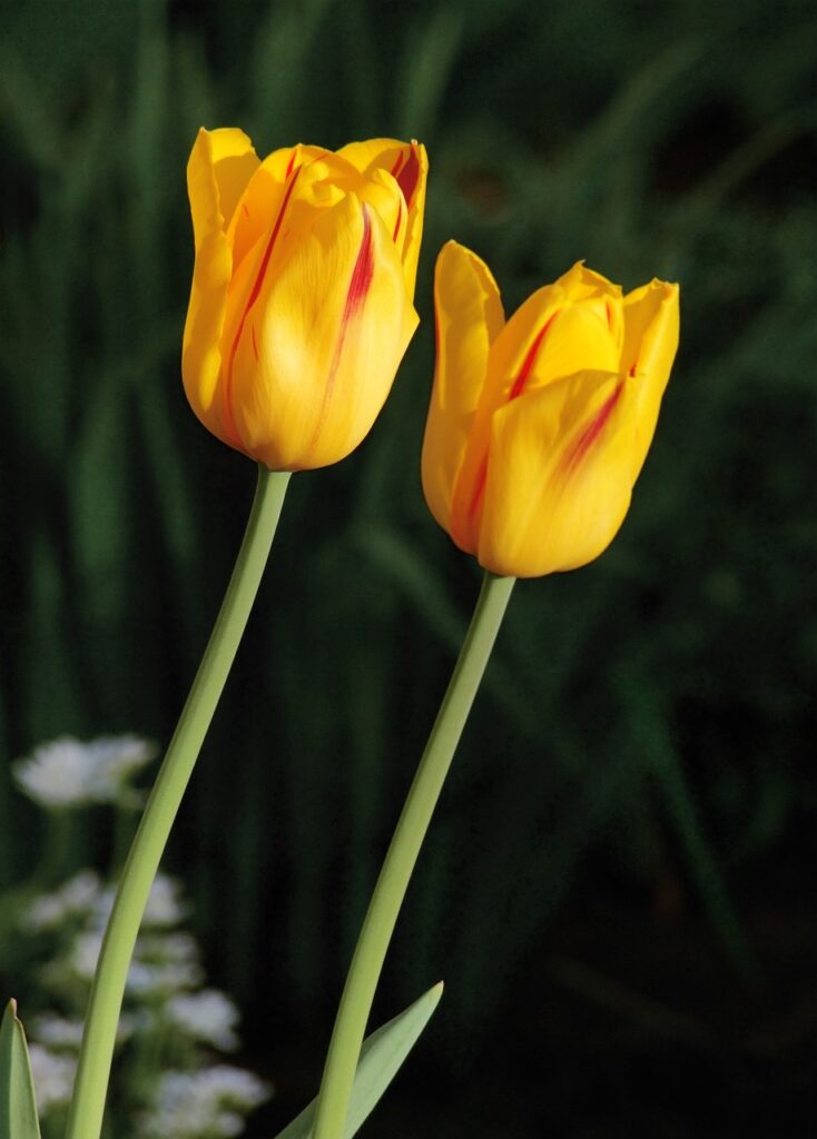 tulips, flowers, pair-5891902.jpg